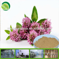 red clover extract for antibiotic